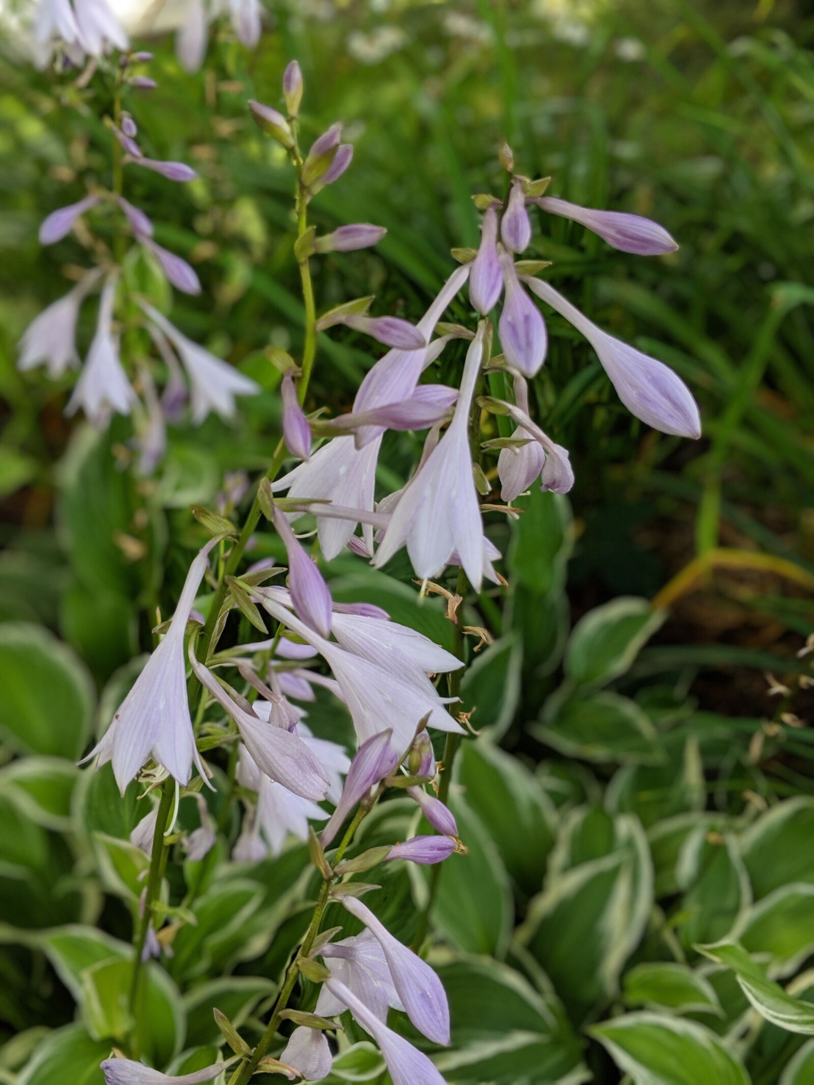 Google Pixel 2 sample photo. Flowers, garden, flora photography