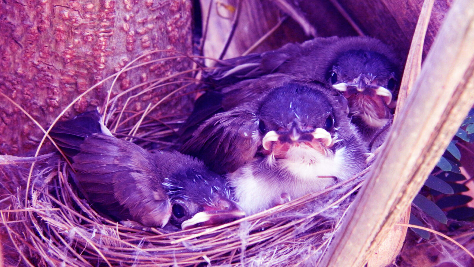 Nikon Coolpix L120 sample photo. Baby, birds, in, the photography