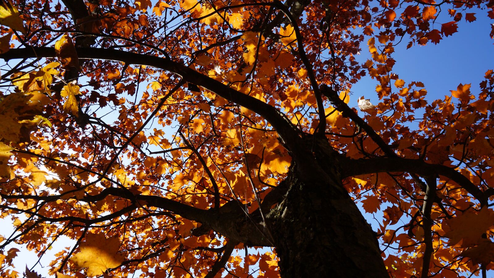 Sony a5100 sample photo. Autumn, trees, forest photography