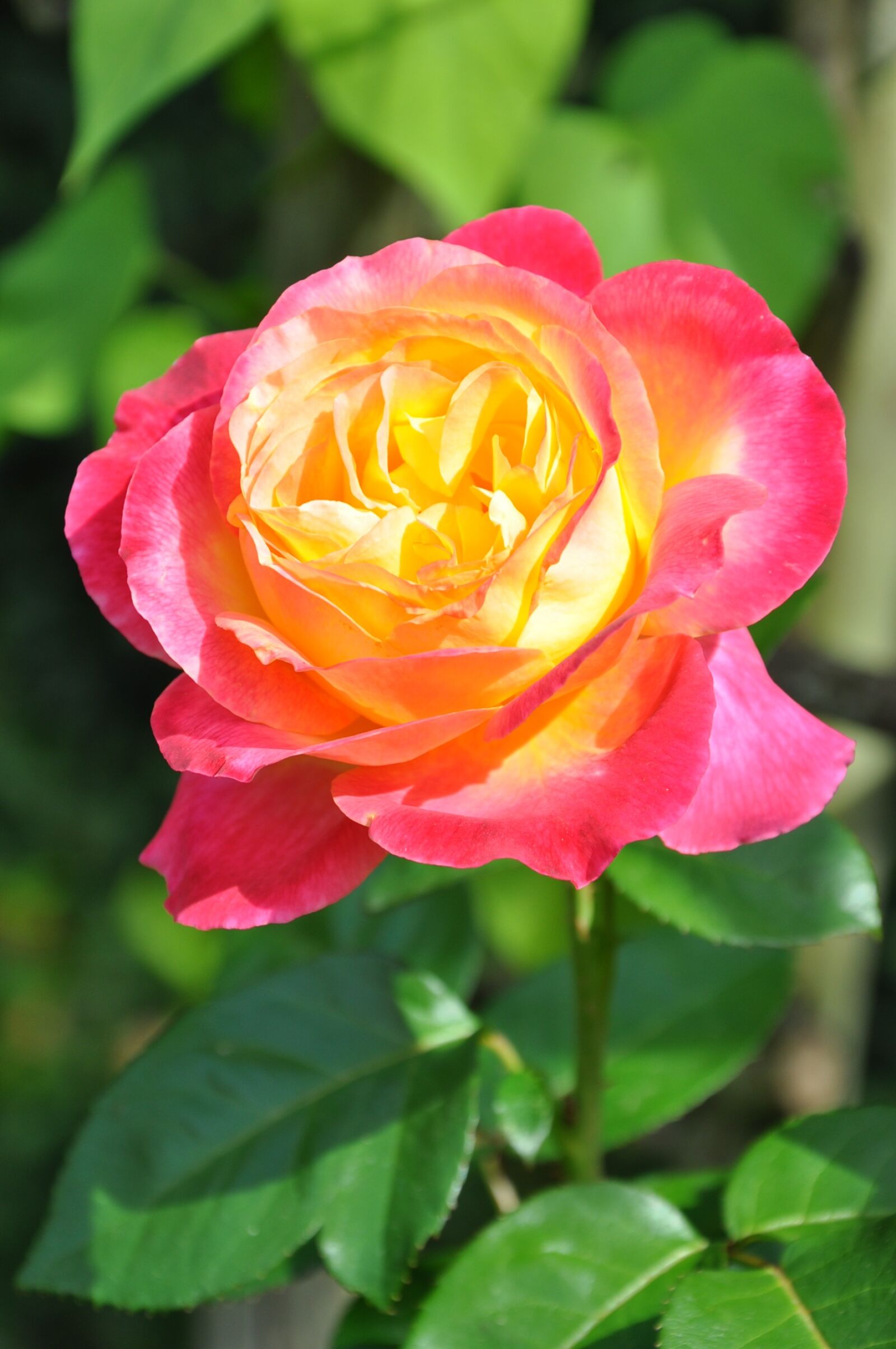 Nikon D90 sample photo. Flower, pink, pink flowers photography