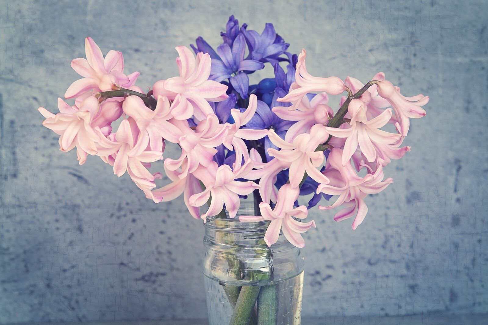 Nikon D7100 sample photo. Hyacinth, flowers, pink photography