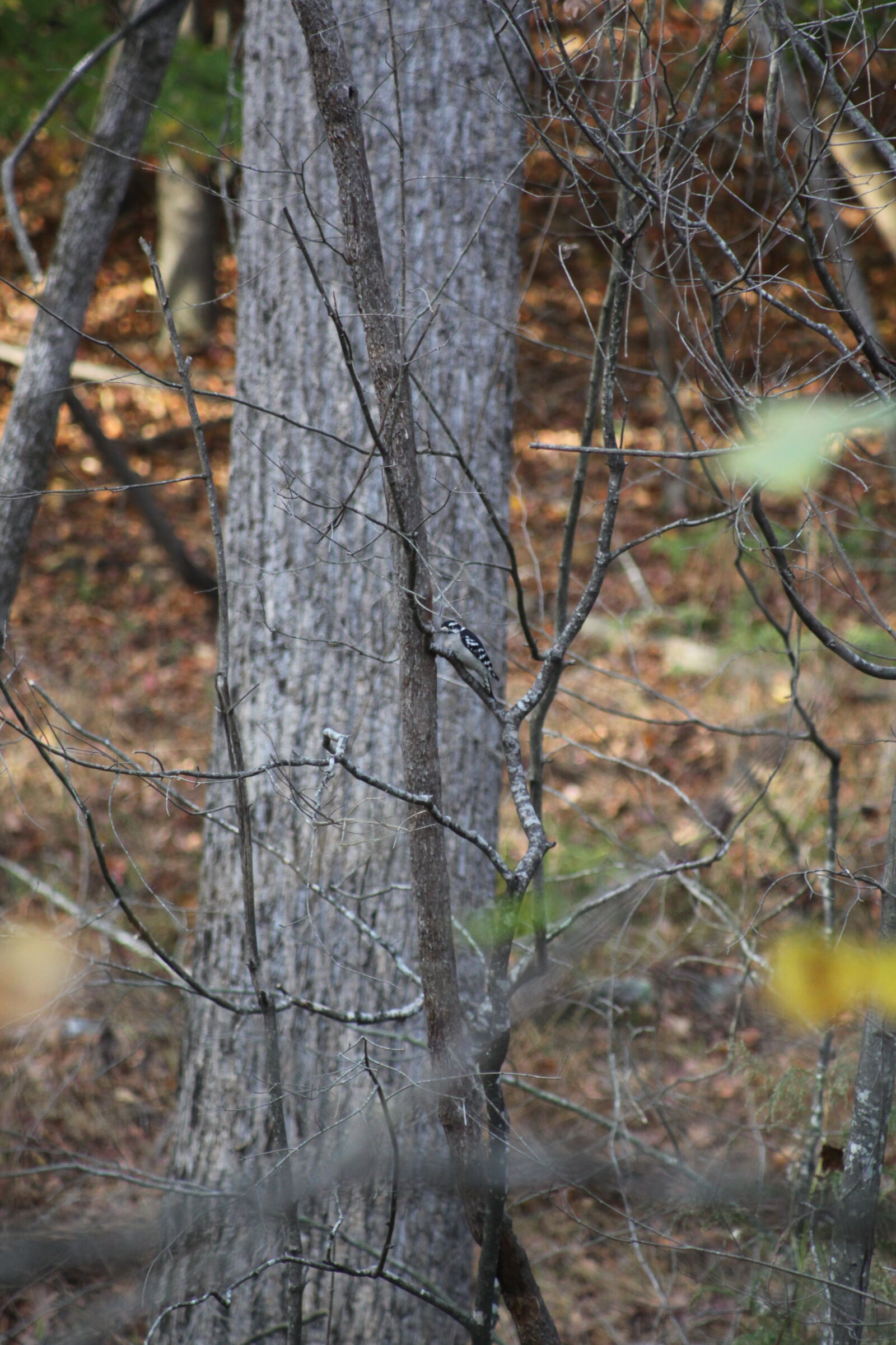Canon EOS 50D sample photo