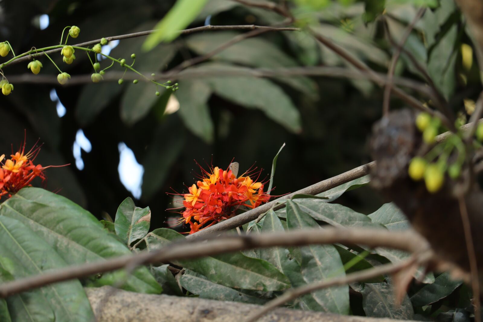 Canon EOS 250D (EOS Rebel SL3 / EOS Kiss X10 / EOS 200D II) sample photo. Hibiscus, kerala, nature photography