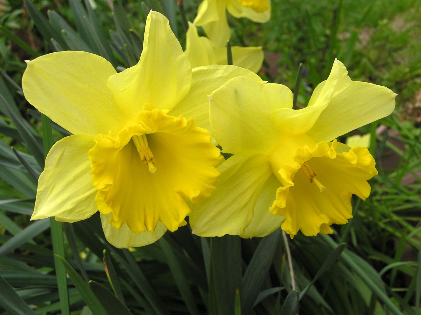 Olympus C750UZ sample photo. Daffodil, yellow, flowers photography
