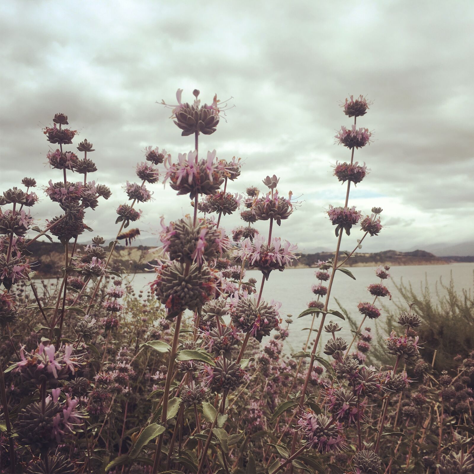 Apple iPhone 6s sample photo. Flowers, water, sky photography