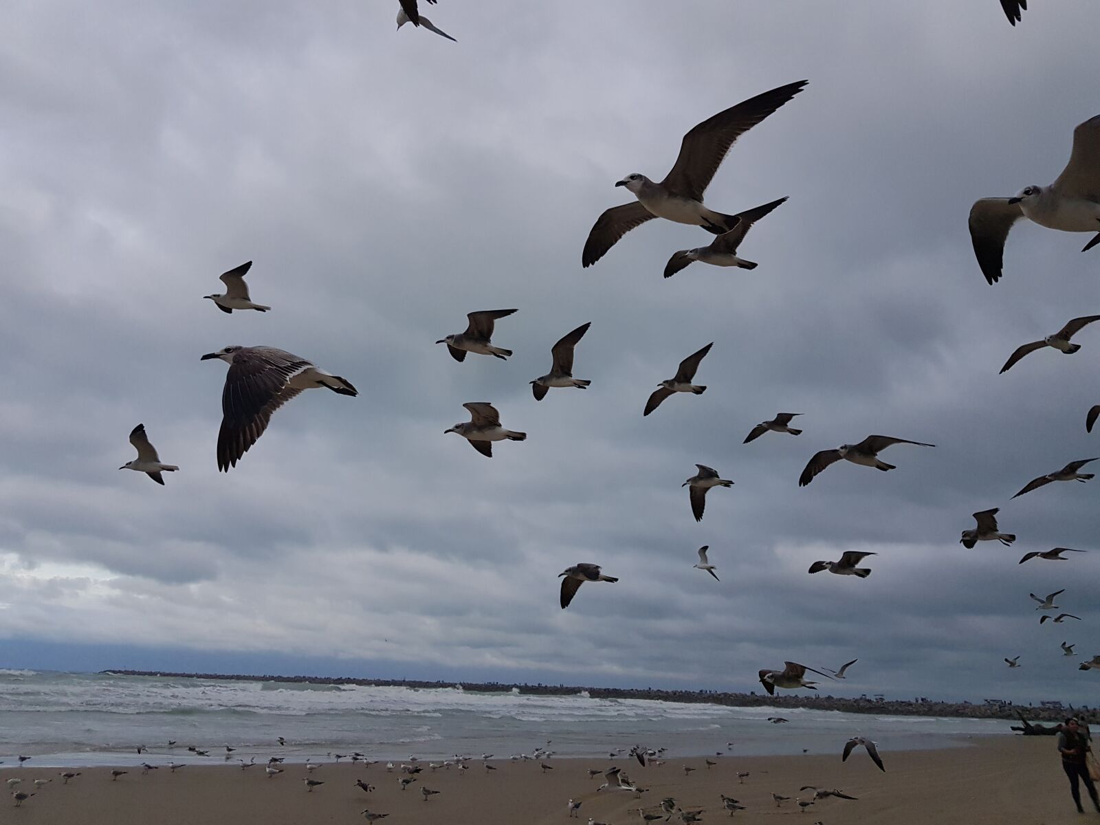 Samsung Galaxy S8 sample photo. Seagulls, birds, animals photography