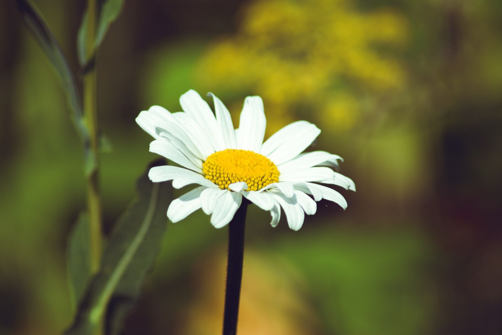 Nikon D5600 sample photo. Daisy, macro, petals photography