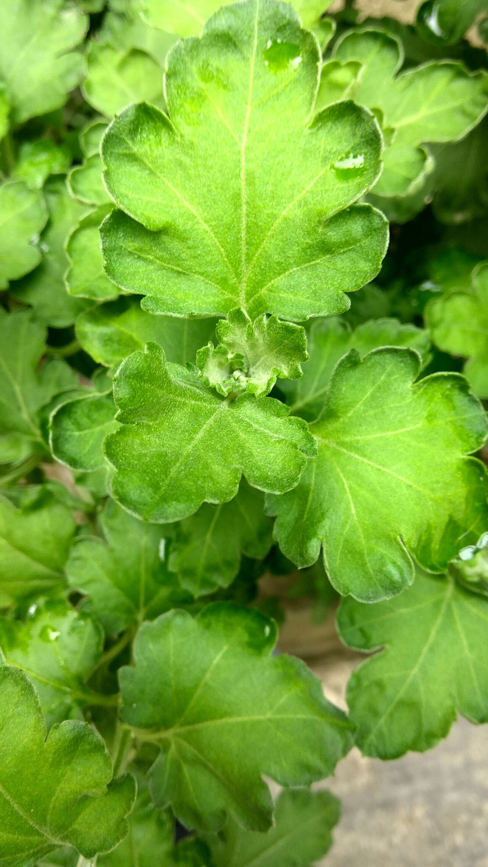 Xiaomi Redmi Note3 sample photo. Leaf, flora, food photography