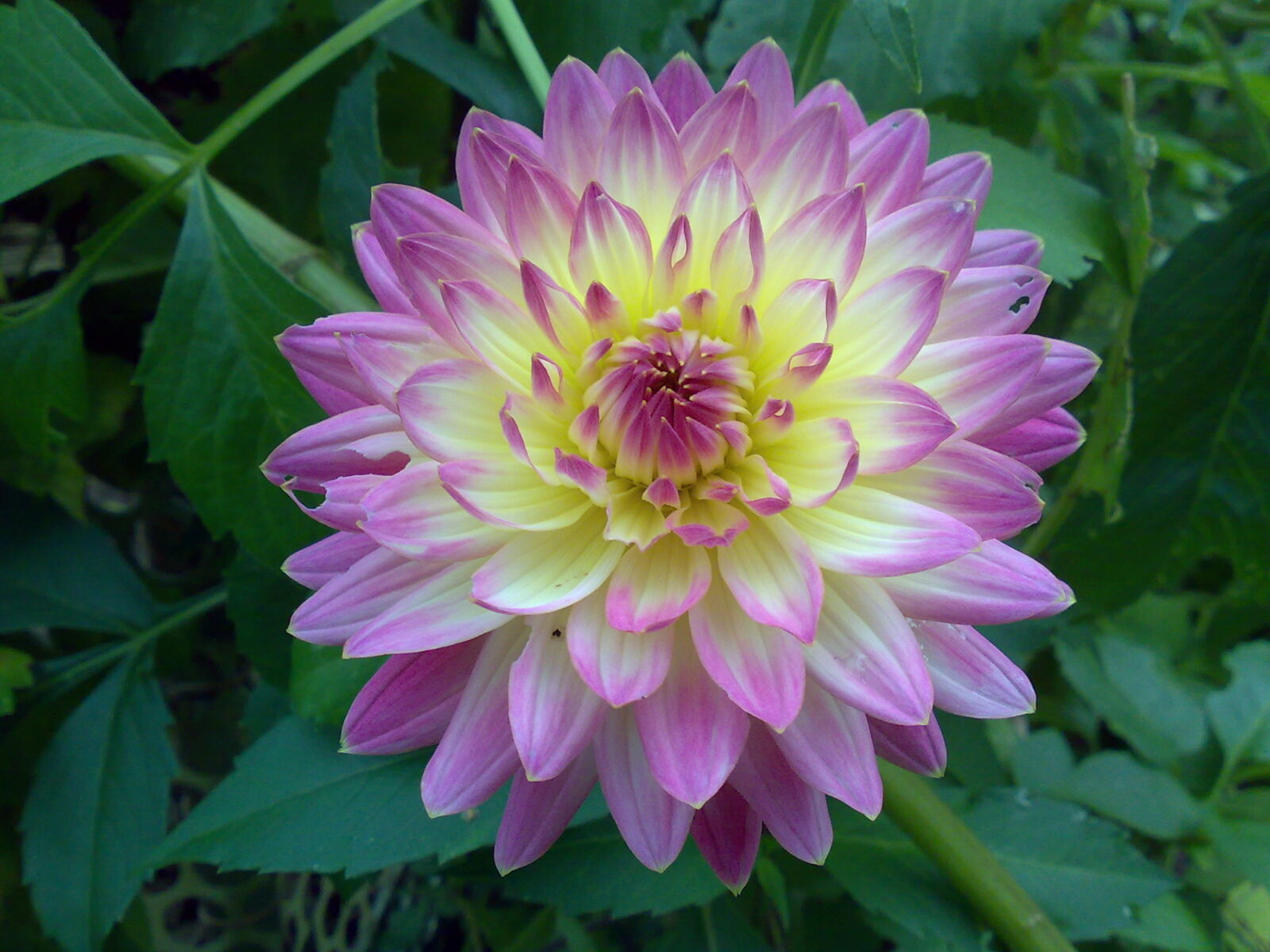Nokia E90 sample photo. Flower, garden, flowers, purple photography