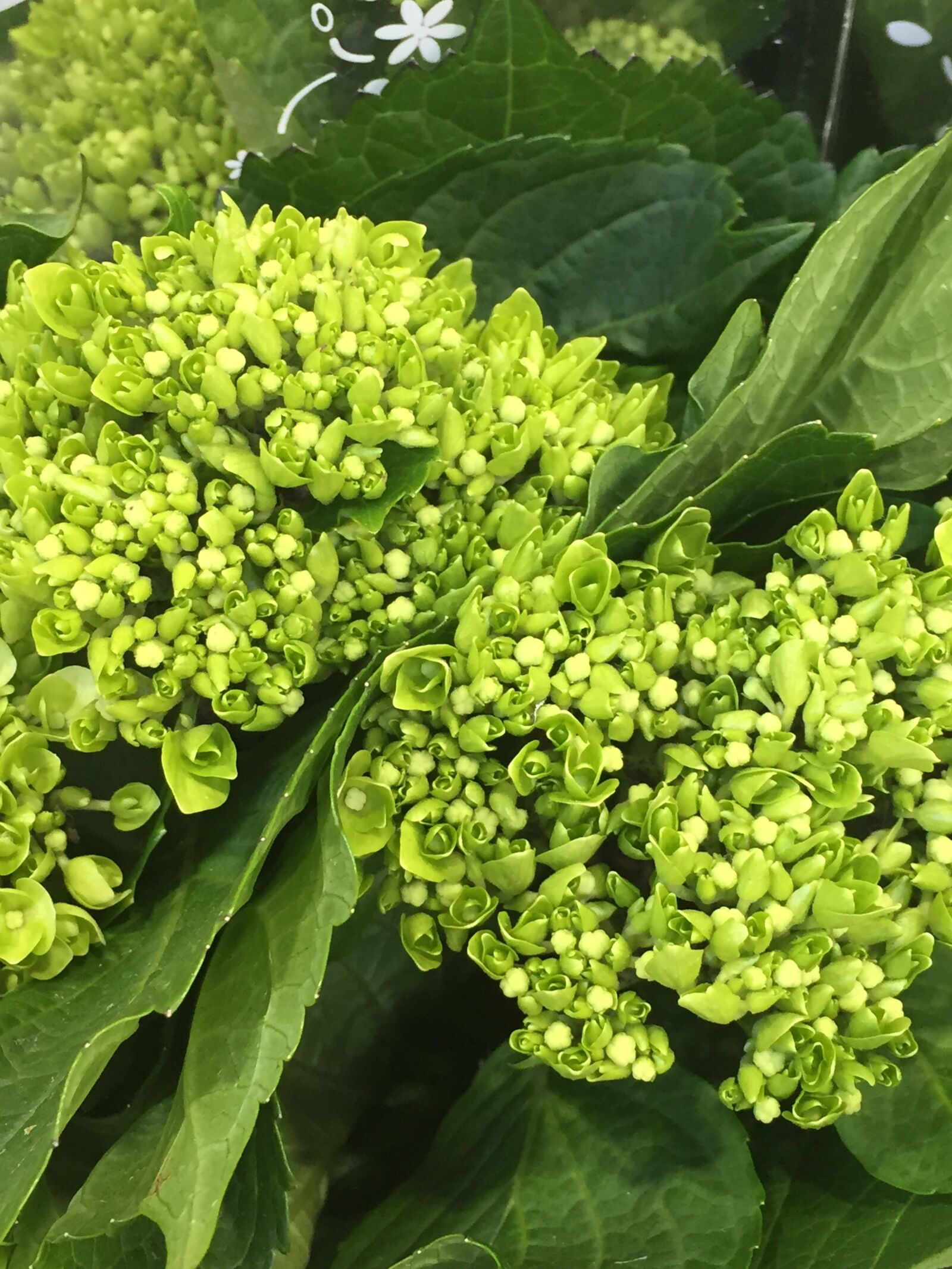 Apple iPhone 6 sample photo. Botany, hydrangea, flower photography