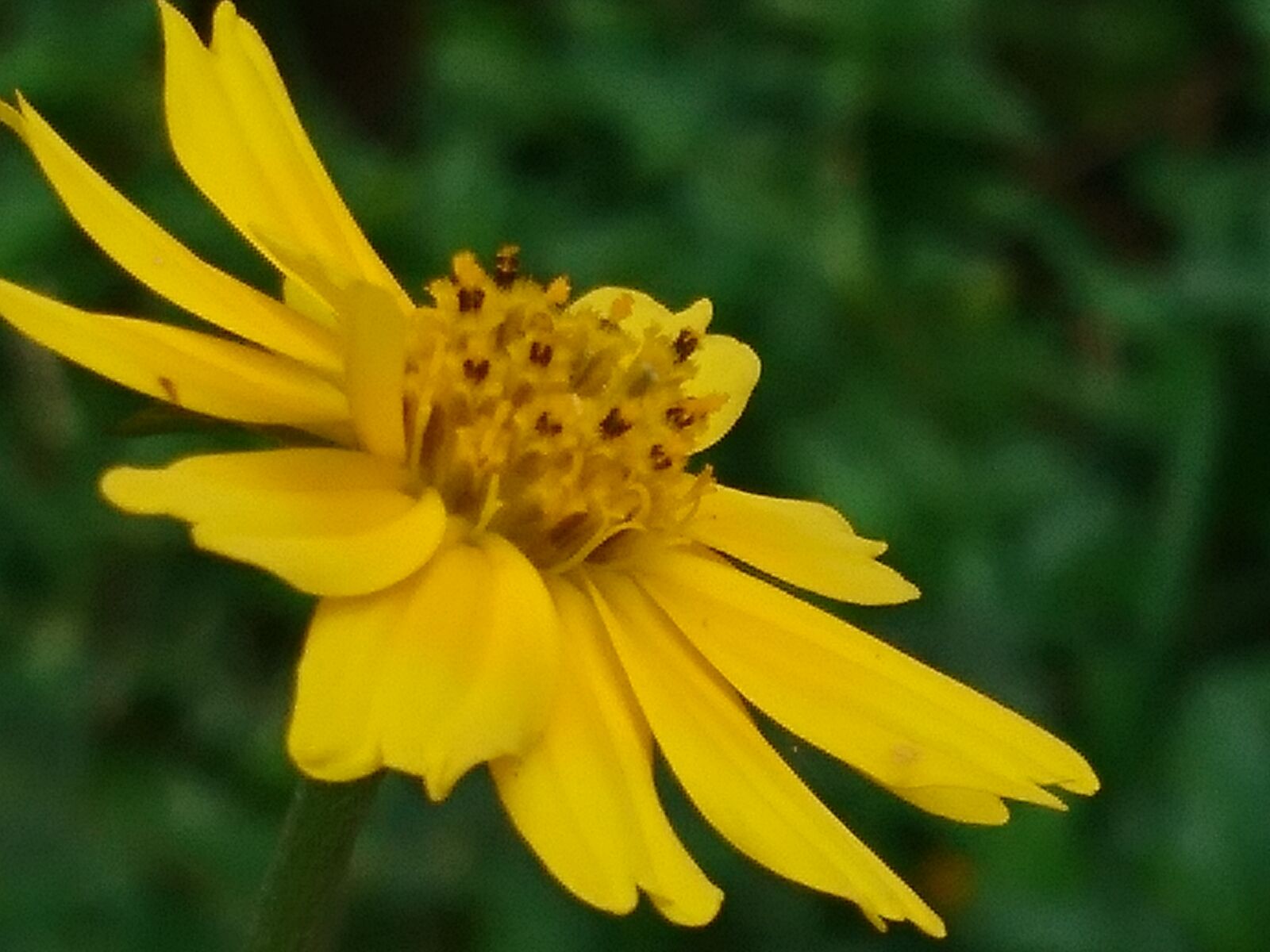 Sony Xperia X sample photo. Flower, yellow, green photography