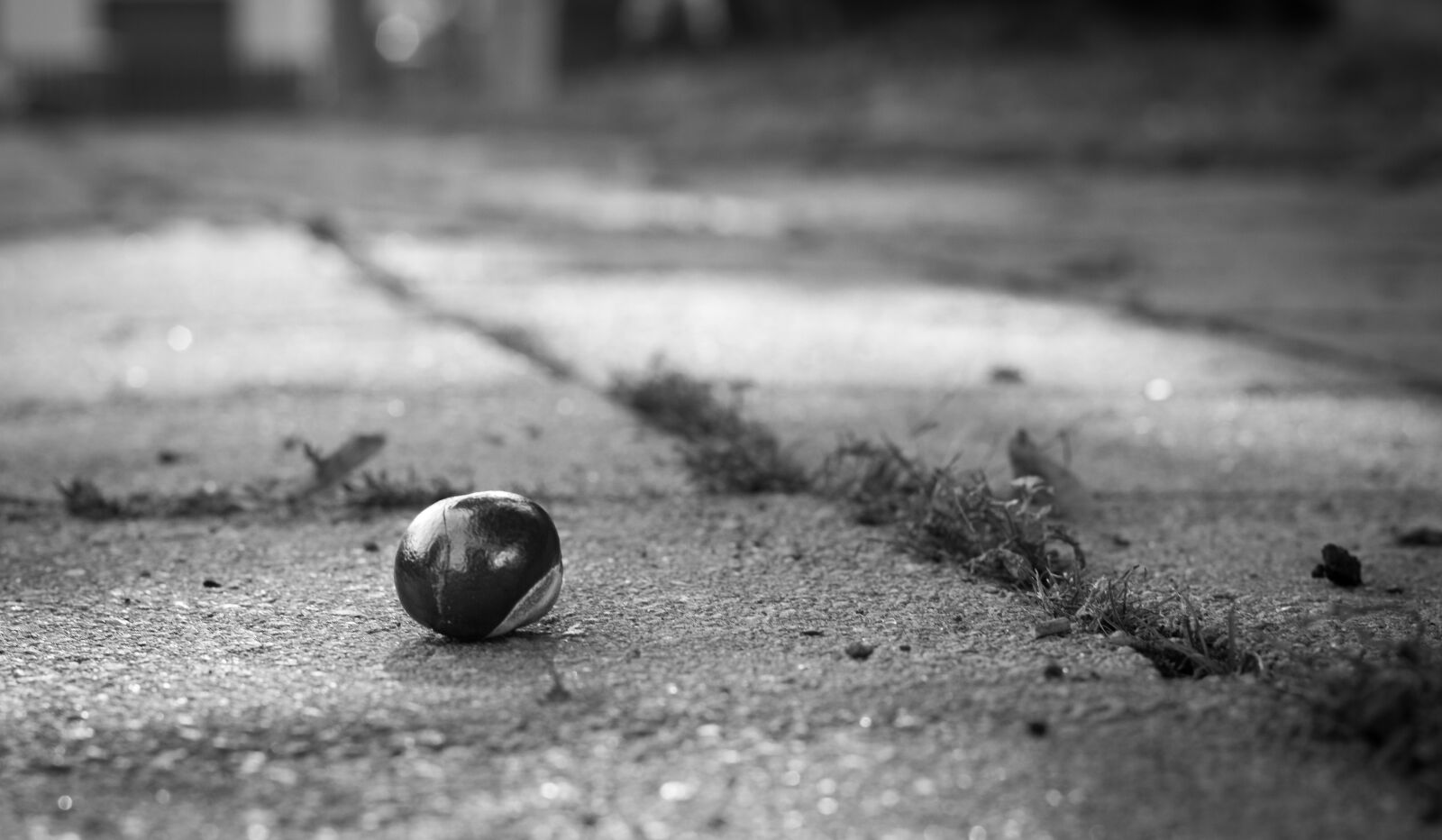 Canon EOS 700D (EOS Rebel T5i / EOS Kiss X7i) + Canon EF 50mm F1.8 STM sample photo. Acorn, ground, the depth photography