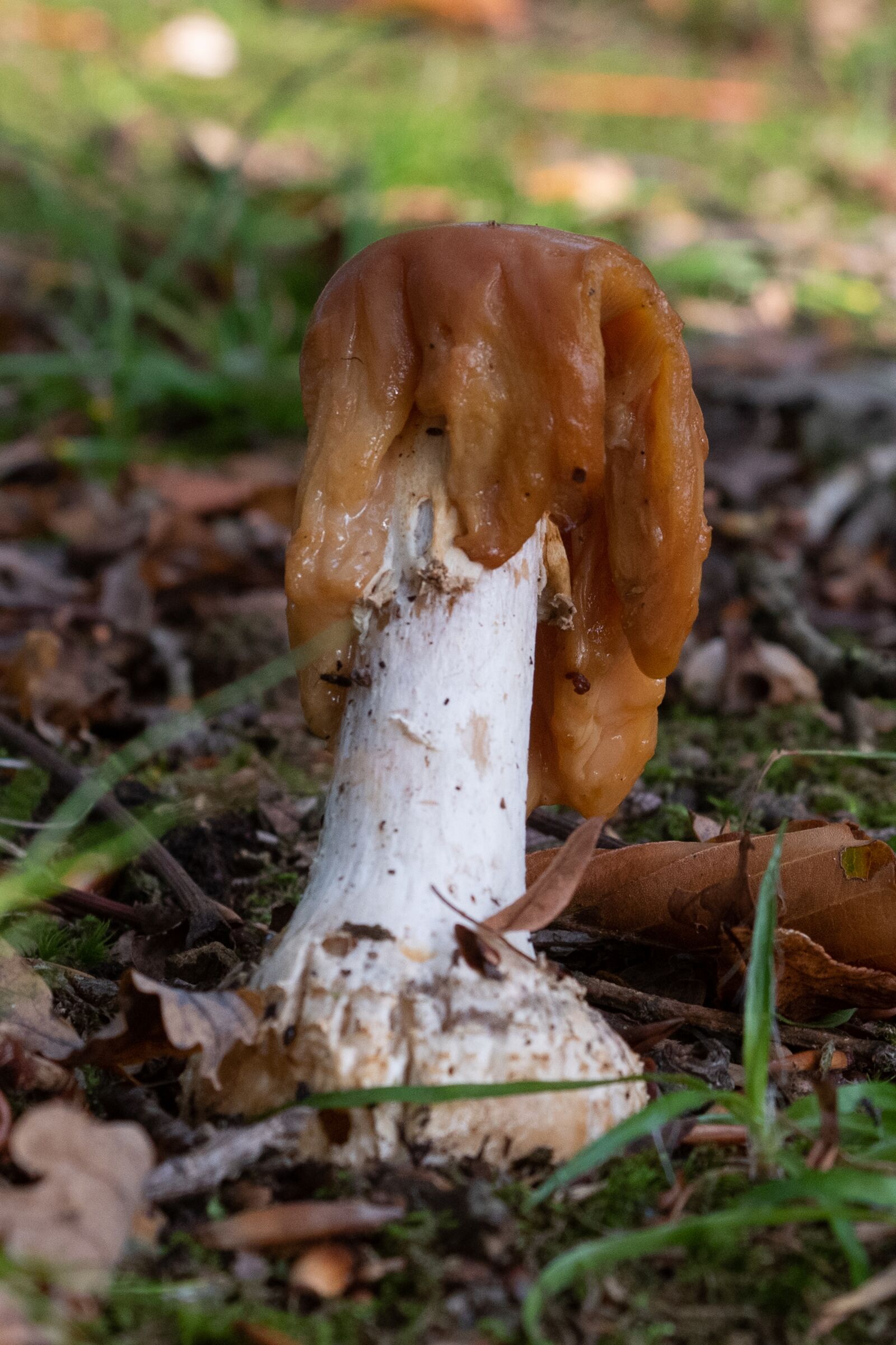 Nikon D750 sample photo. Mushroom, nature, autumn photography