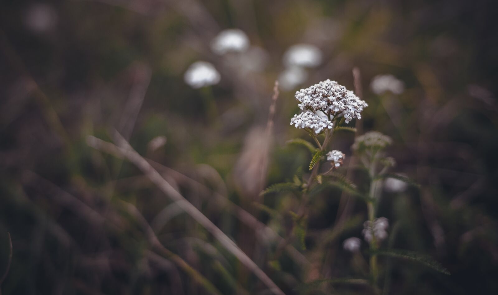 Nikon D800 sample photo. Nature, outdoors, flower photography