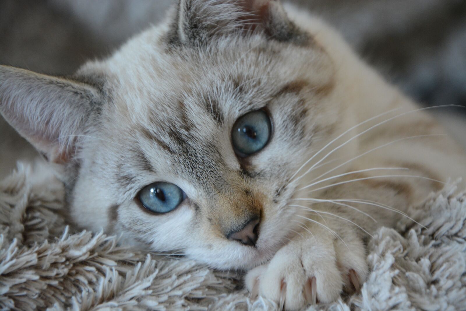 Nikon D5200 sample photo. Cat, kitten lying, head photography