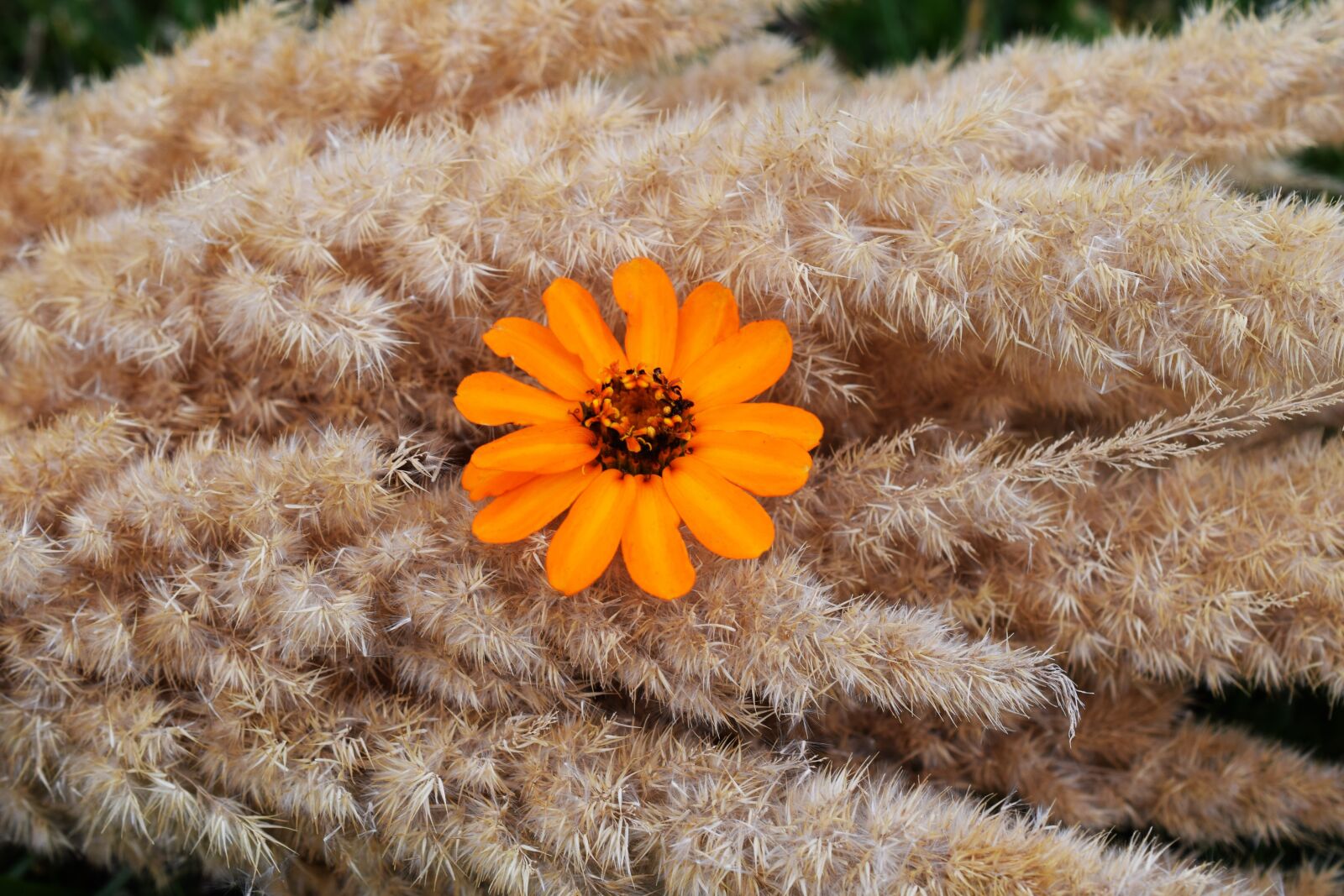 Nikon D5300 sample photo. Zwette, orange, garden photography