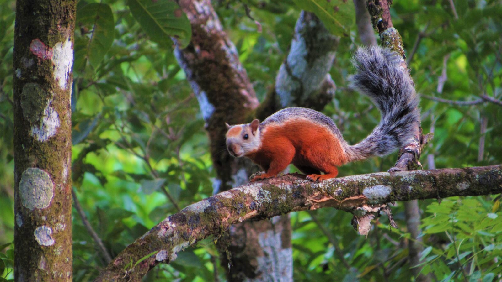 Canon PowerShot SX520 HS sample photo. Squirrel, forest, tree photography