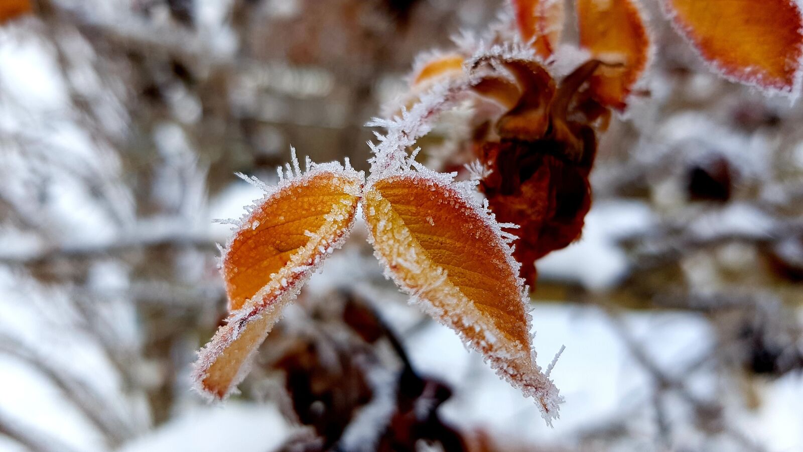 Samsung Galaxy S7 Edge sample photo. Winter, hoarfrost, frost photography