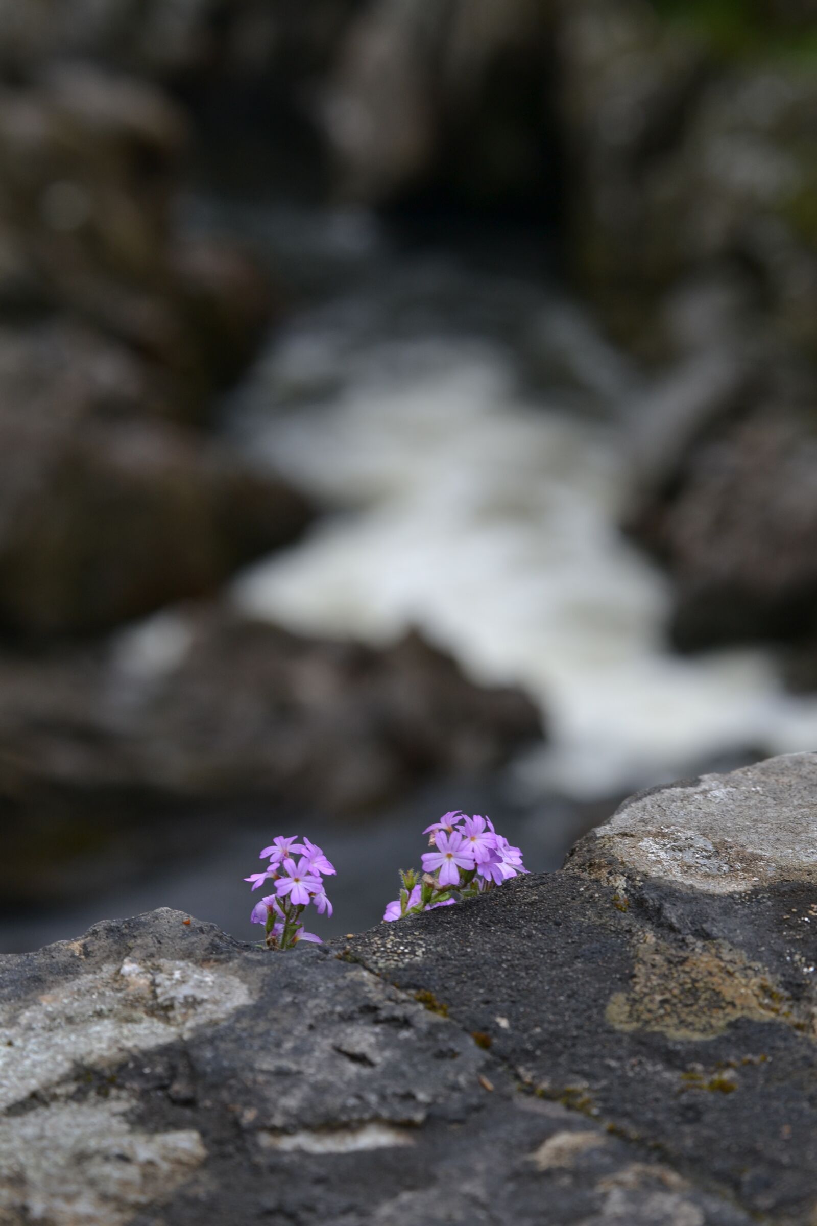Nikon D3100 sample photo. Flower, wall, bridge photography