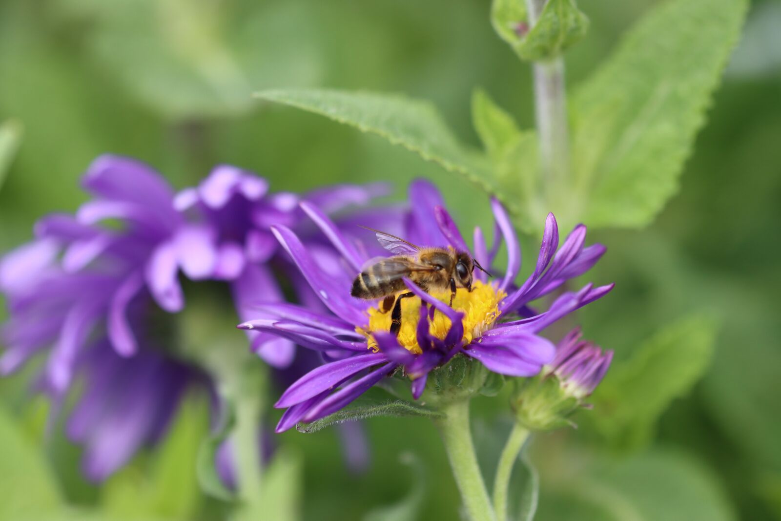 Canon EOS 90D sample photo. Bee, honey, insect photography