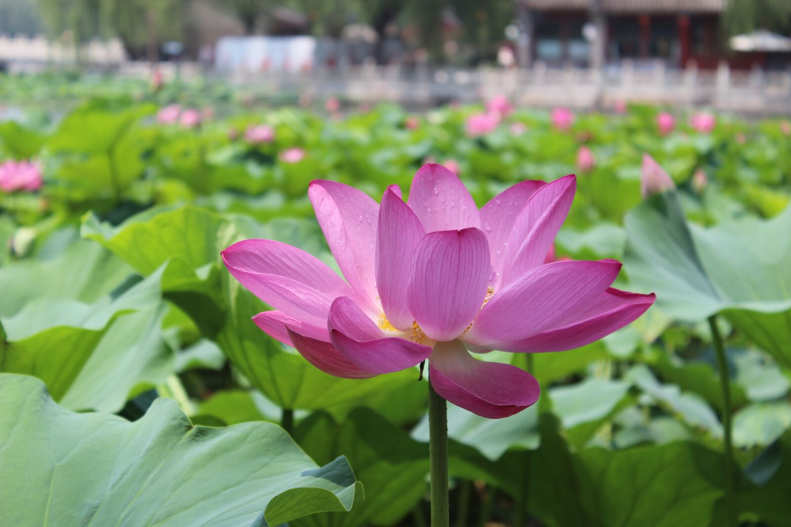 Canon EOS 600D (Rebel EOS T3i / EOS Kiss X5) sample photo. Flower, lotus, water lily photography