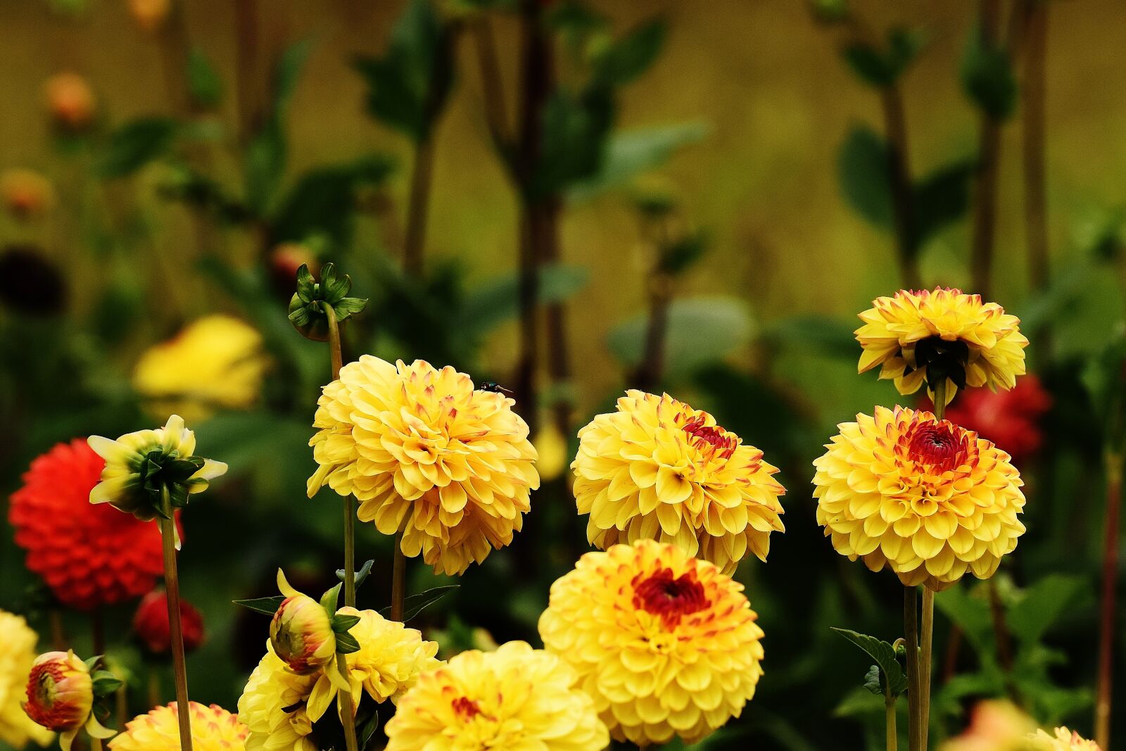 Nikon D7200 sample photo. Dahlia, dahlias, autumn photography