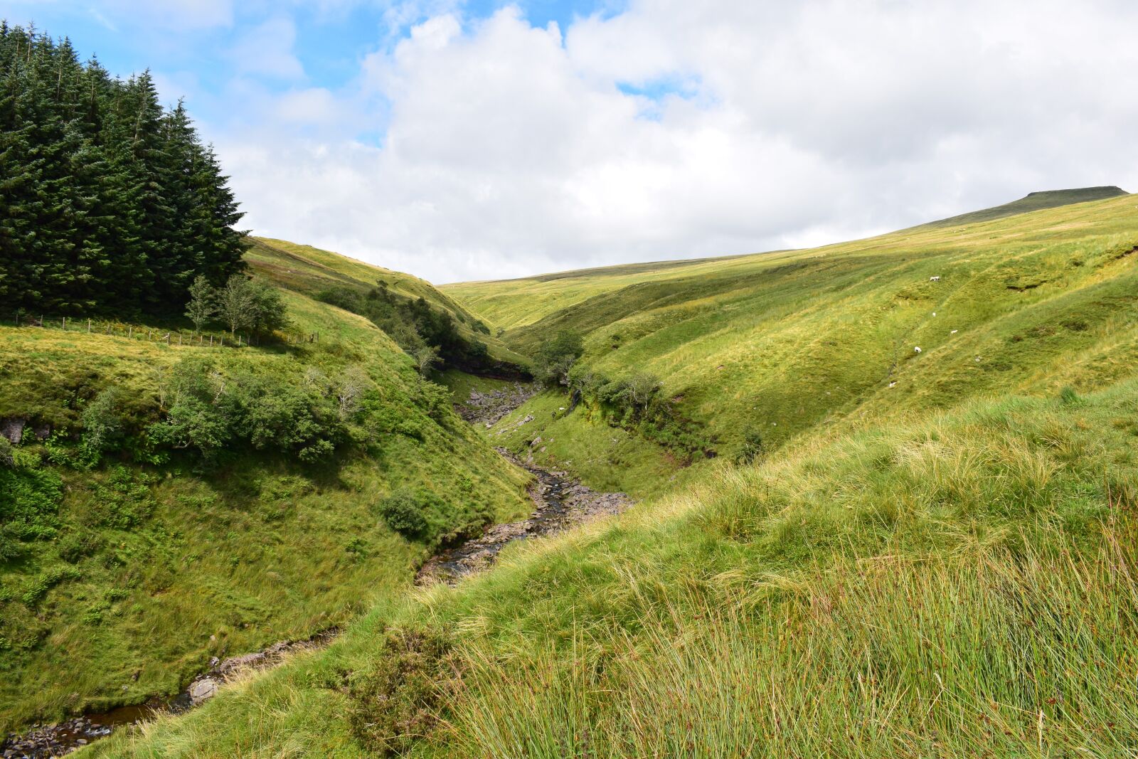 Nikon D3300 sample photo. Nature, meadow, summer photography