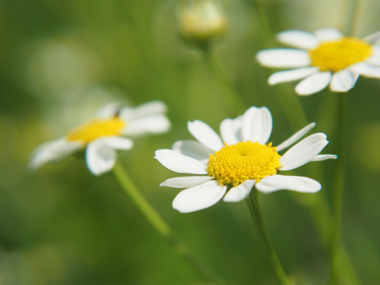 Panasonic Lumix G Vario 14-42mm F3.5-5.6 ASPH OIS sample photo. Flowers, blossom, bloom photography