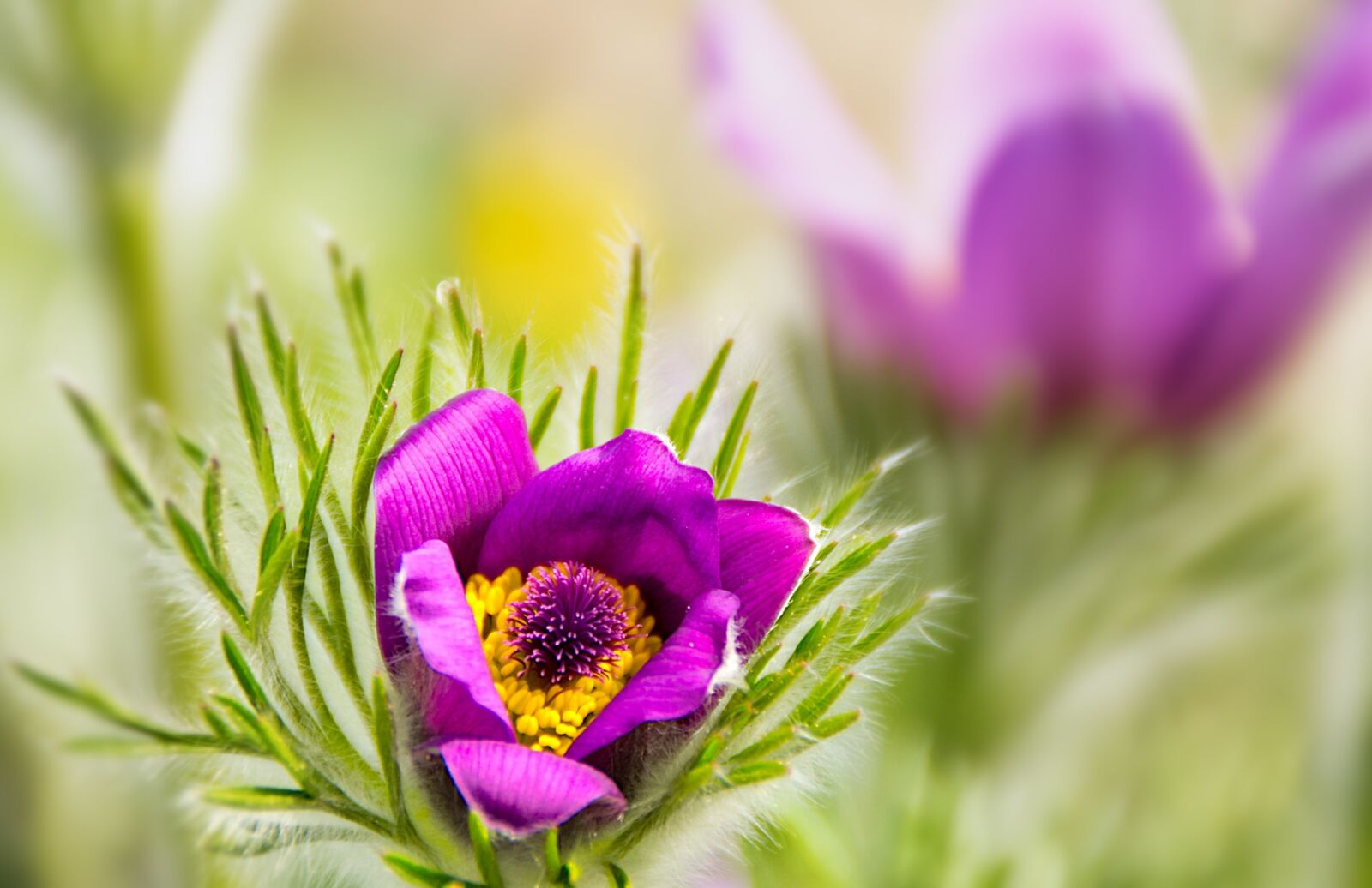 Canon EOS 60D sample photo. Flowers, spring, nature photography