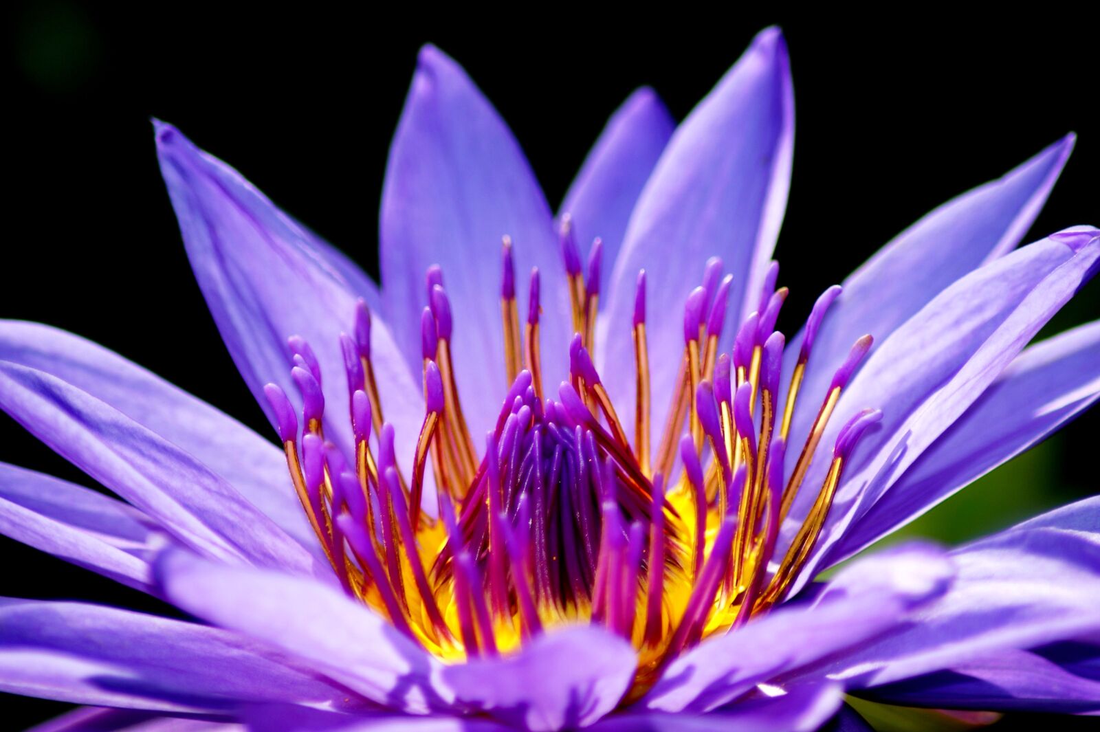 Sony SLT-A58 sample photo. Water lily, lotus blossom photography
