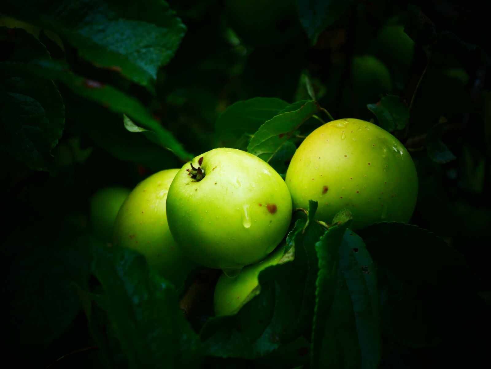 Panasonic Lumix DMC-GX85 (Lumix DMC-GX80 / Lumix DMC-GX7 Mark II) sample photo. Apple, green apple, fruit photography
