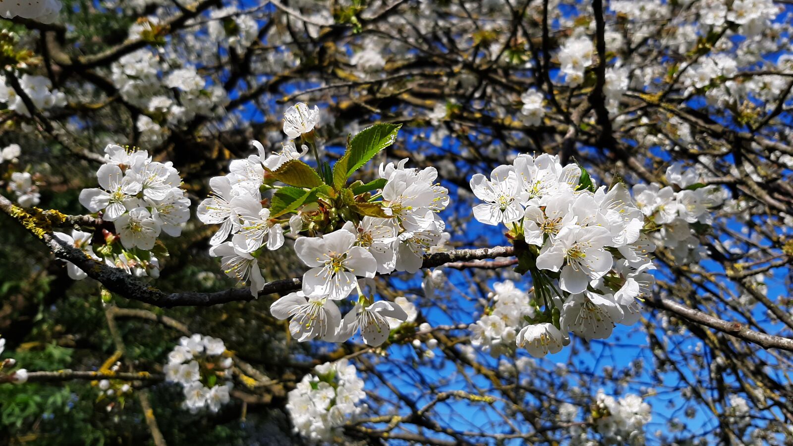 Samsung Galaxy A50 sample photo. Flowers, tree, orchard photography