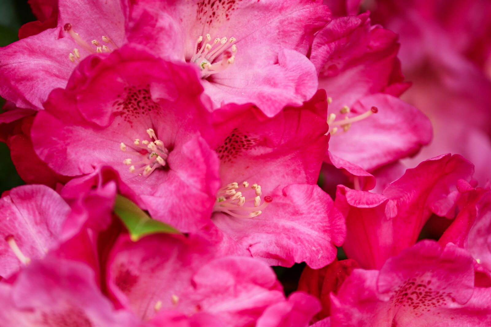 Canon EOS 200D (EOS Rebel SL2 / EOS Kiss X9) sample photo. Rhododendron, blossom, bloom photography