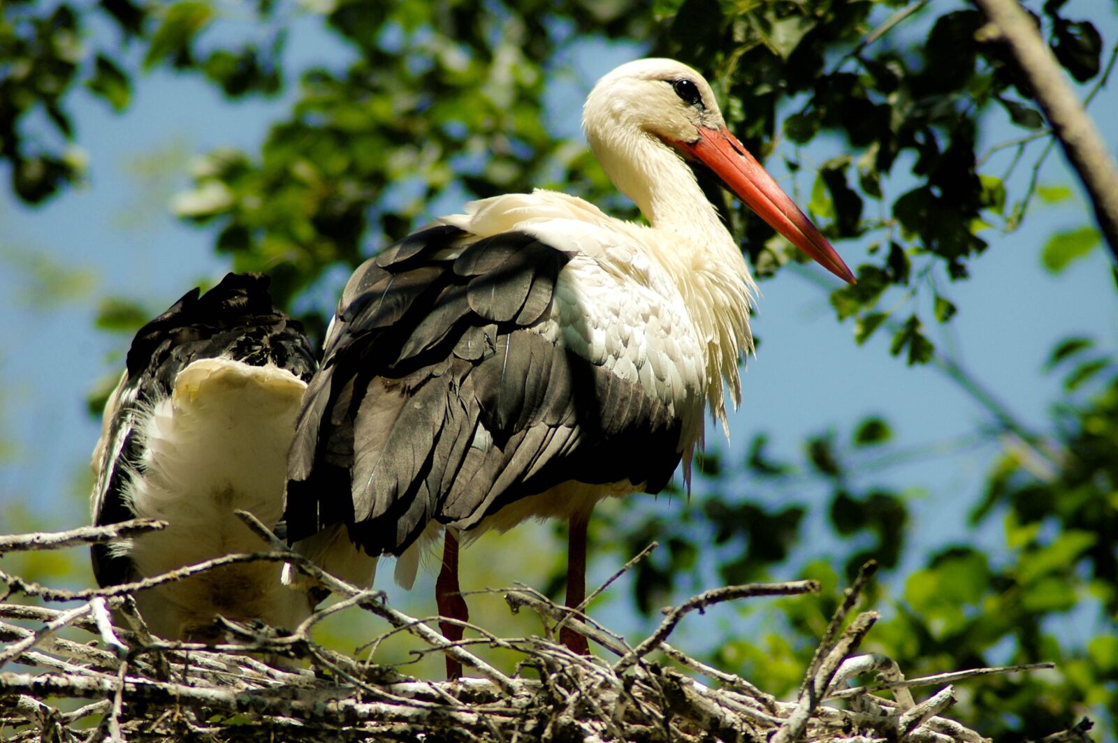 Nikon D70 sample photo. Stork, alsace, nest photography