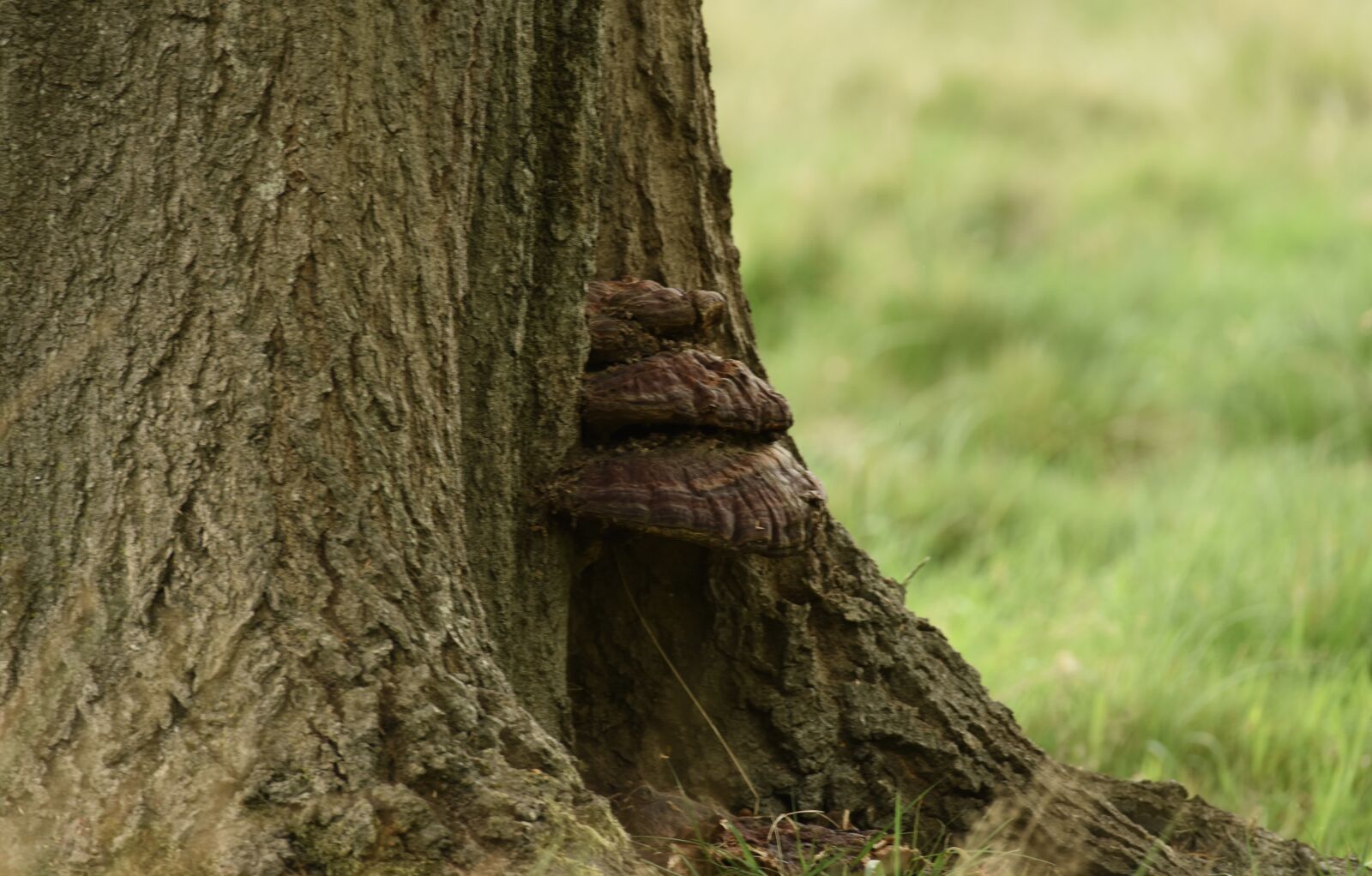 Nikon D810 sample photo. Mushroom photography