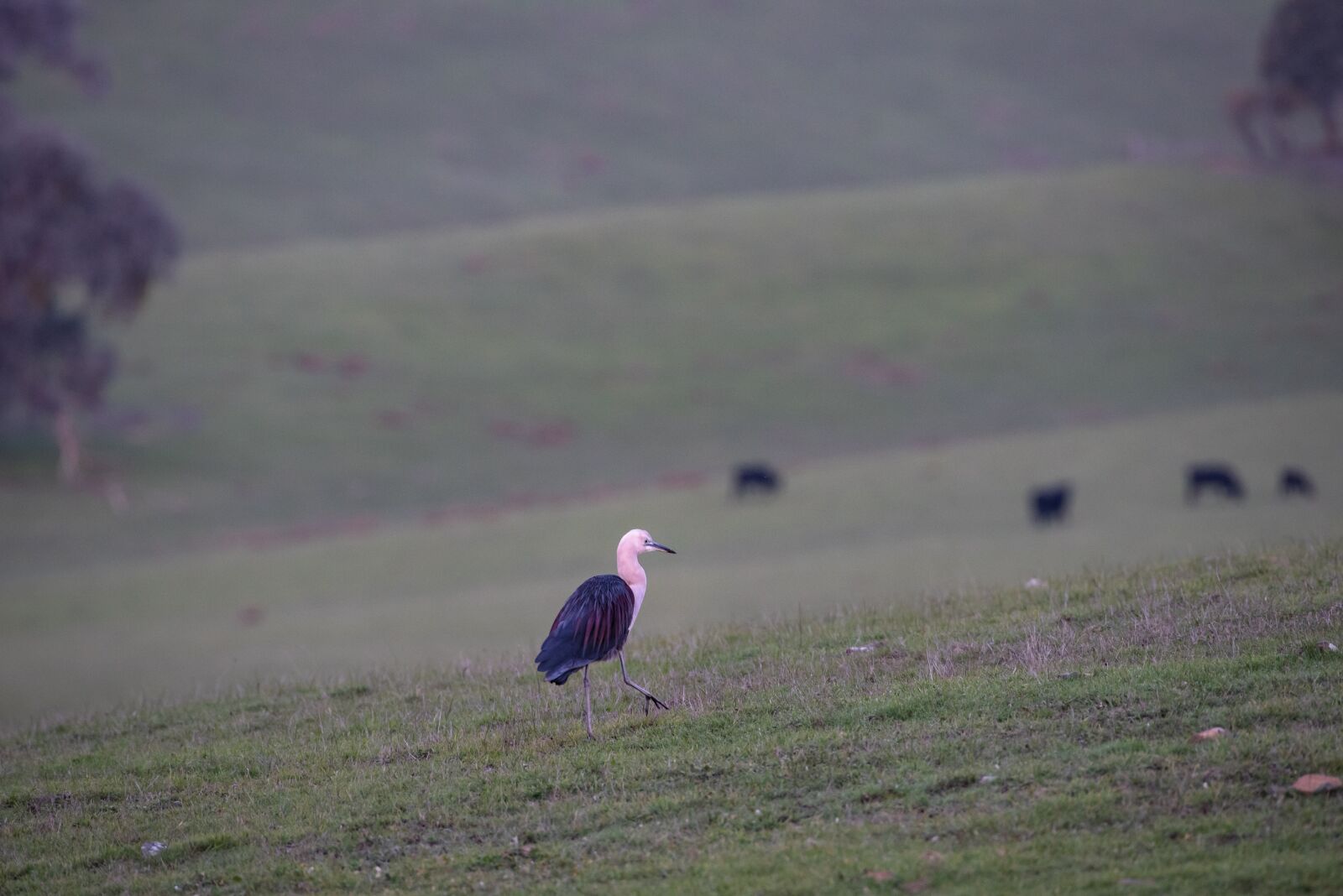 Nikon D750 sample photo. White necked heron, heron photography