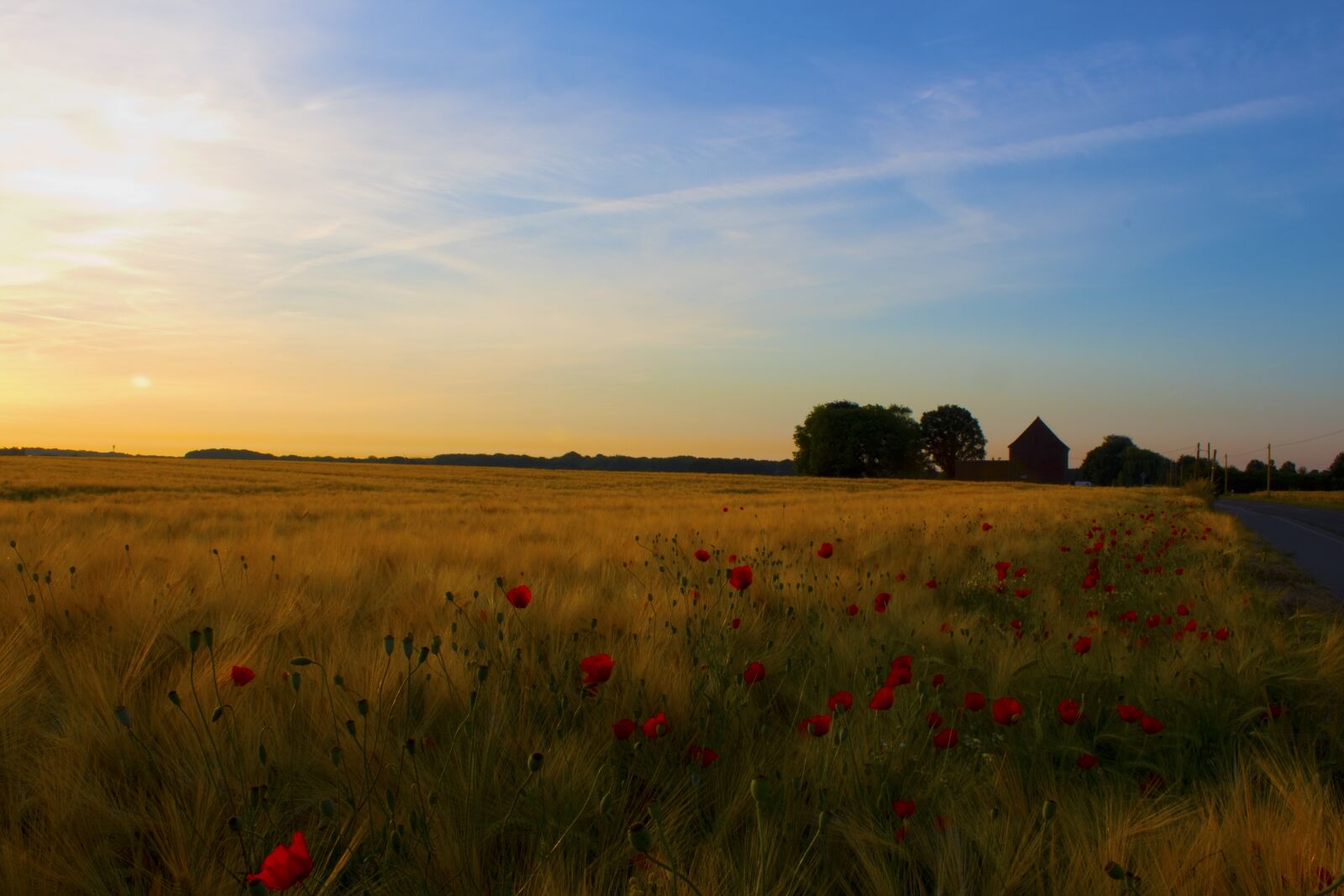 Canon EOS 1300D (EOS Rebel T6 / EOS Kiss X80) sample photo. Sunrise, field, klatschmohn photography