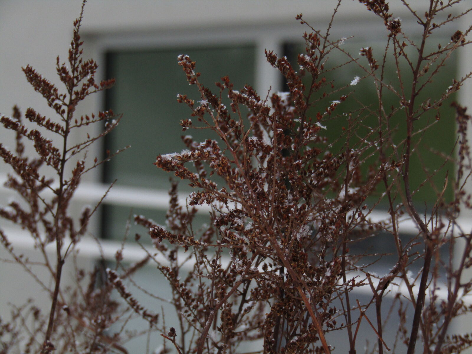 Canon PowerShot SX420 IS sample photo