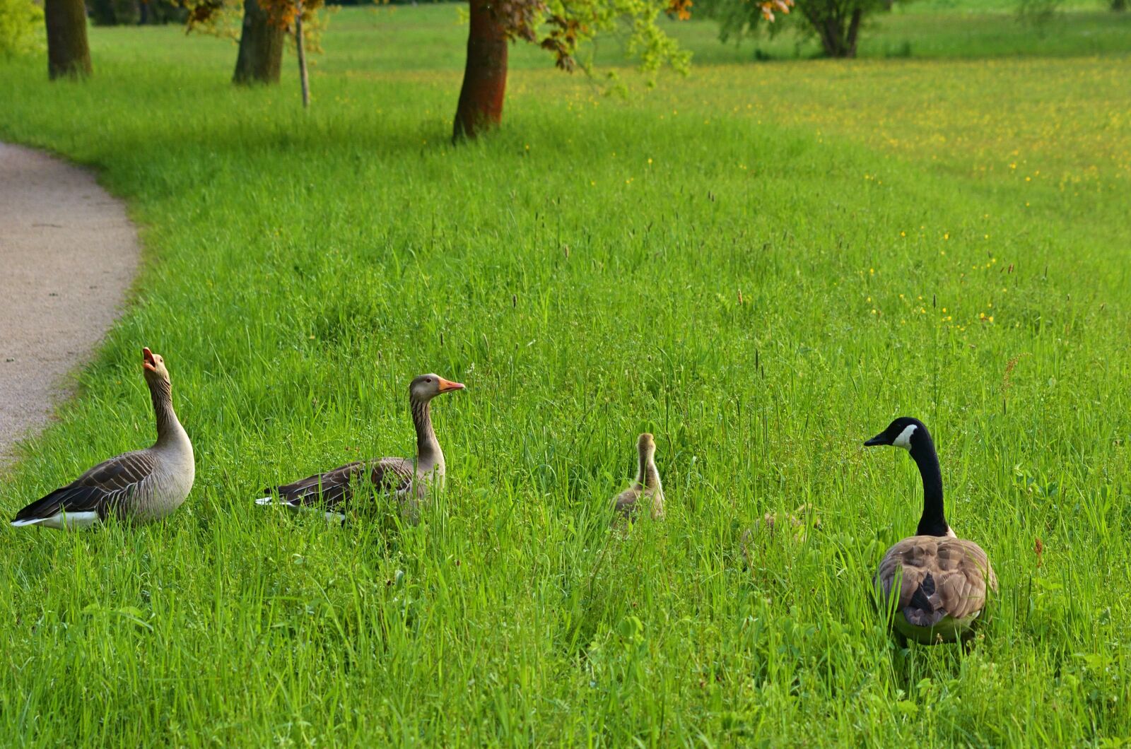 Nikon D5200 sample photo. Park, canada goose, greylag photography