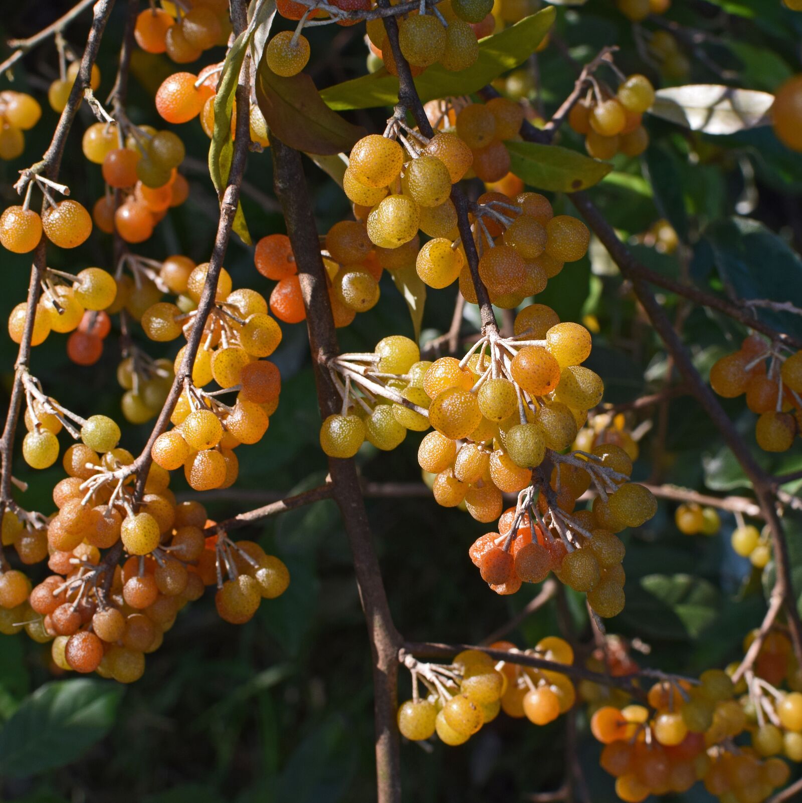 Nikon D3300 sample photo. Ripening autumn olive berries photography