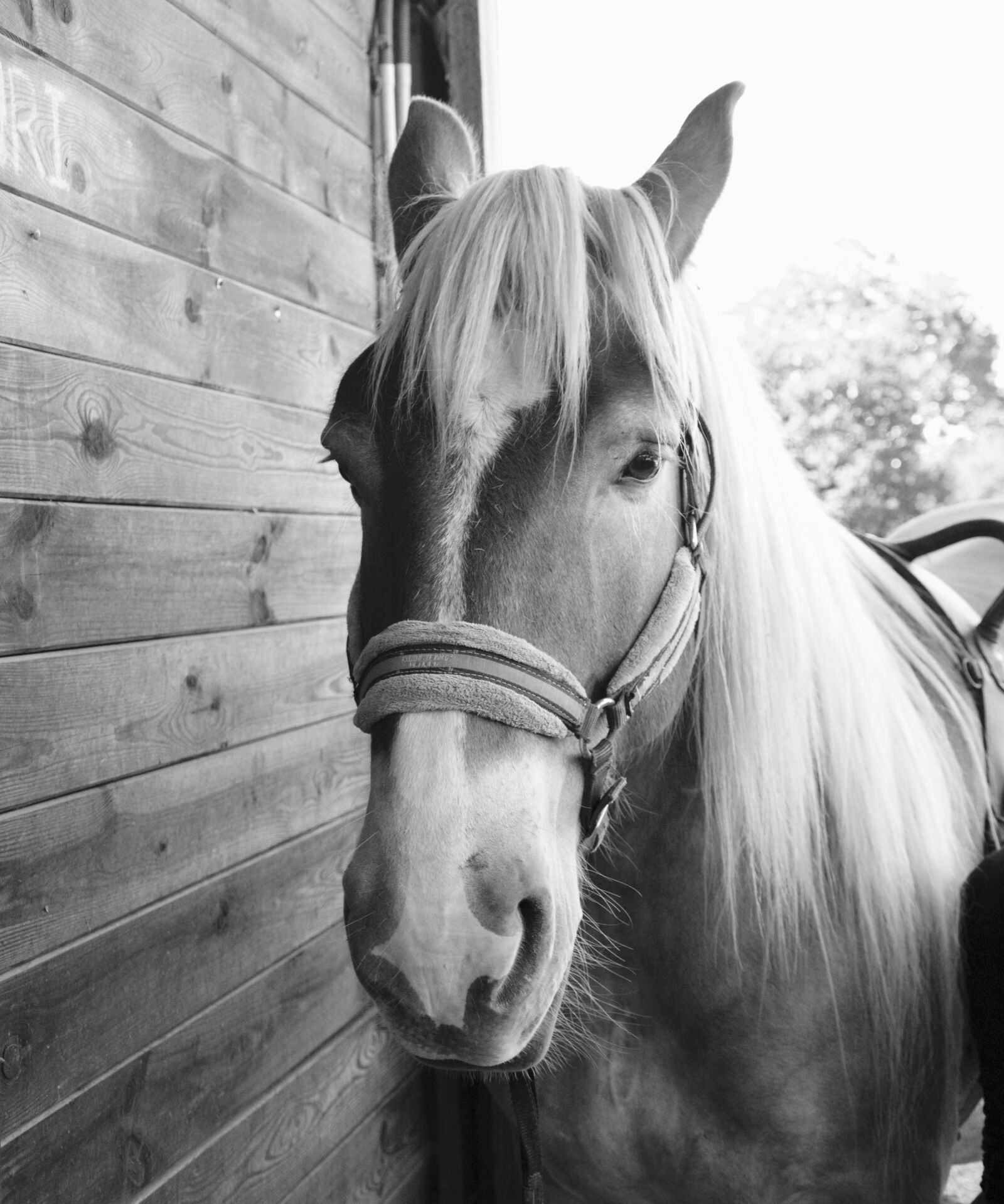 Nikon D5200 sample photo. Horse, photo black white photography