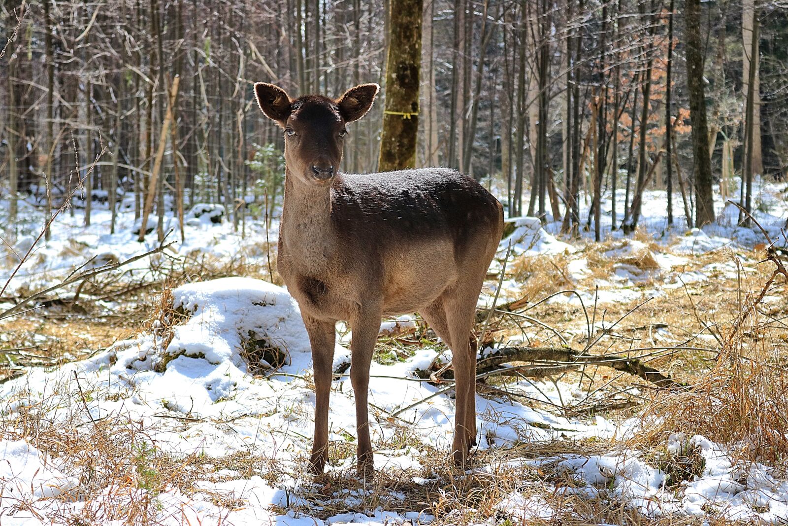 Canon EOS 750D (EOS Rebel T6i / EOS Kiss X8i) sample photo. Roe deer, forest, nature photography