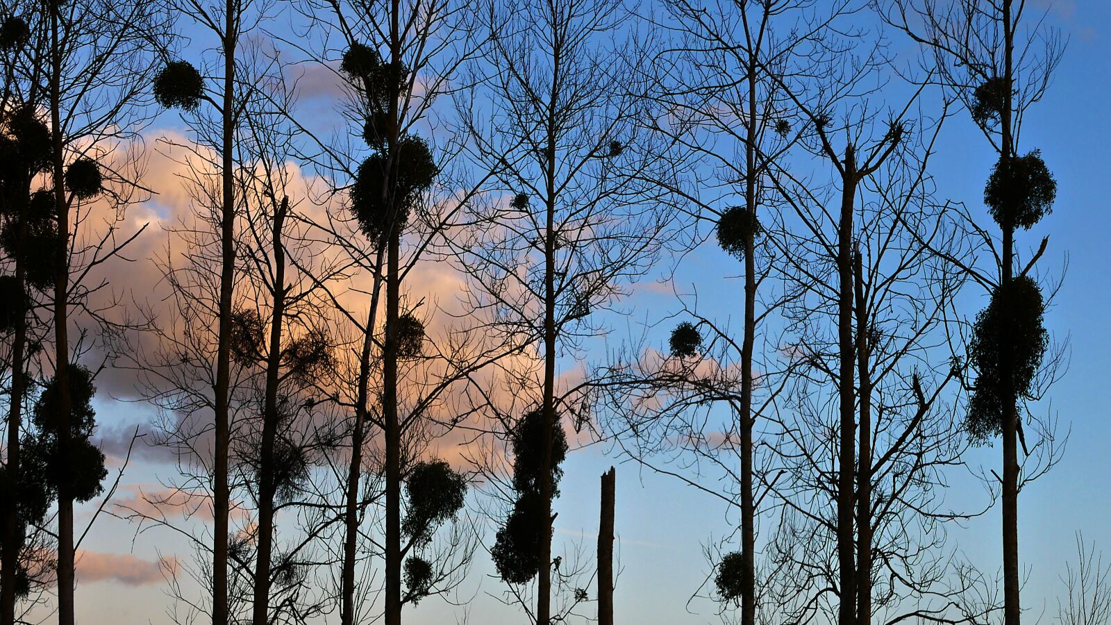 Panasonic Lumix DMC-GX85 (Lumix DMC-GX80 / Lumix DMC-GX7 Mark II) sample photo. Silhouettes, poplars, trees photography
