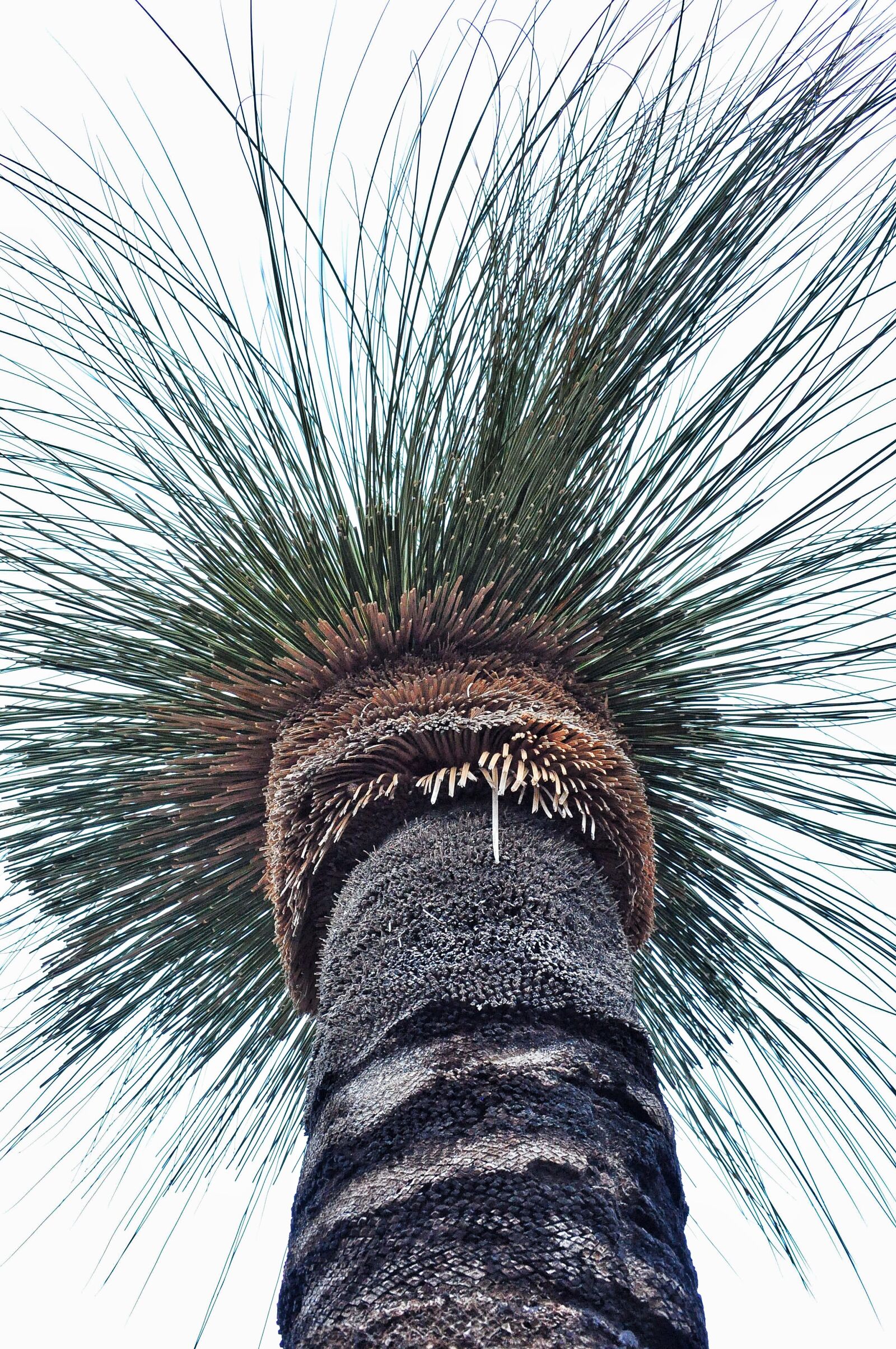 Nikon D90 sample photo. Grass tree, australia, nature photography