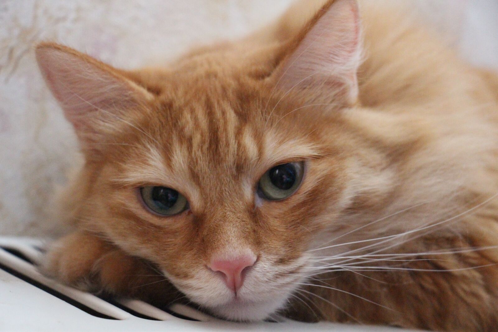 Canon EOS 700D (EOS Rebel T5i / EOS Kiss X7i) sample photo. Cute, animals, cat photography