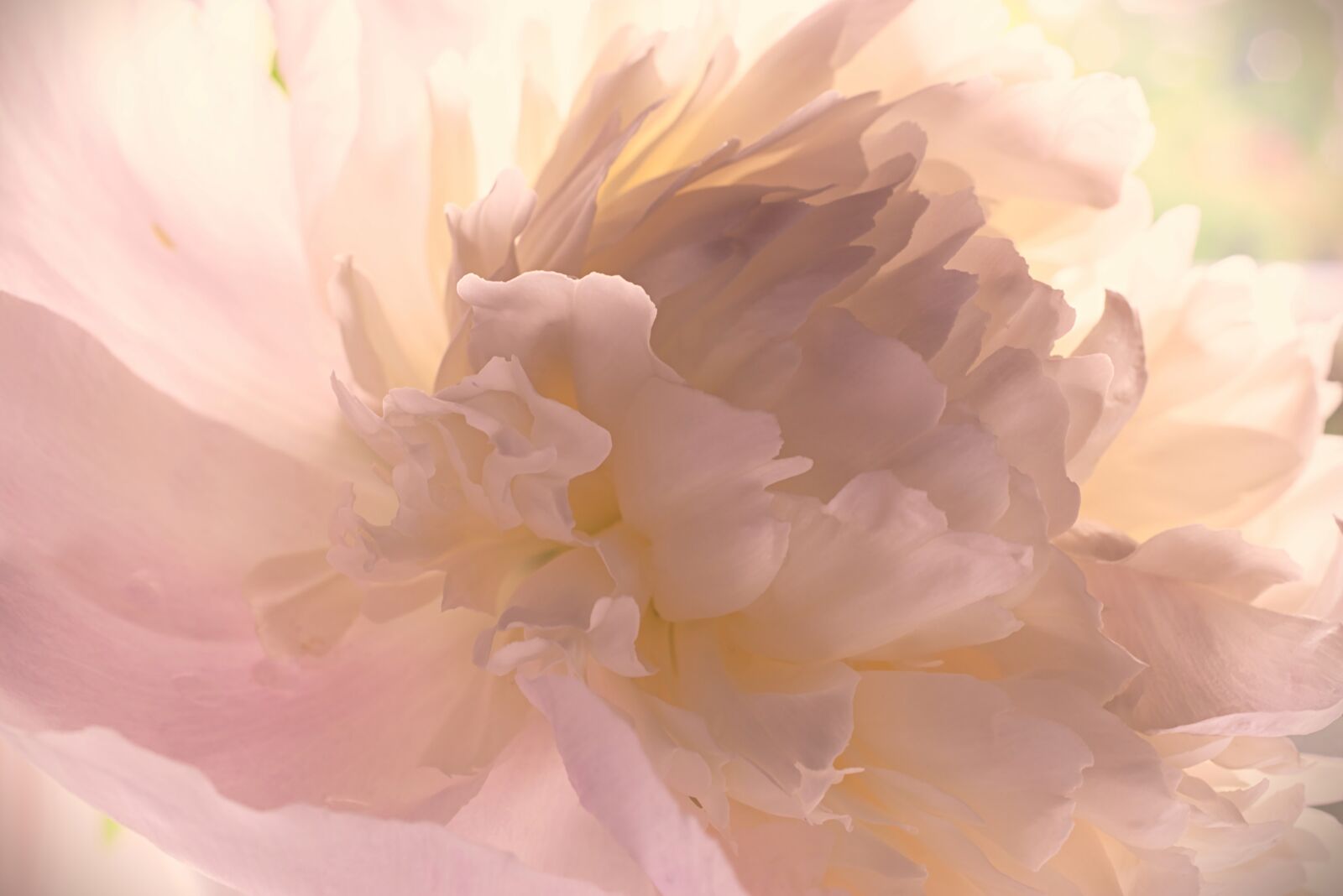 Nikon D5600 sample photo. Peony, blossom, bloom photography
