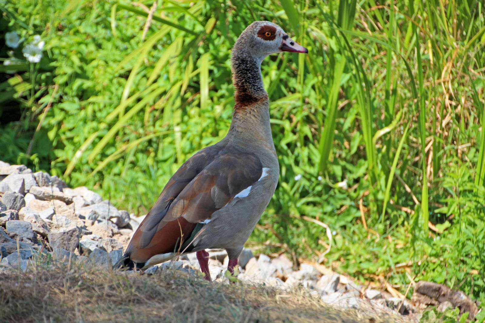 Canon EOS 650D (EOS Rebel T4i / EOS Kiss X6i) sample photo. Goose, plumage, goose beak photography