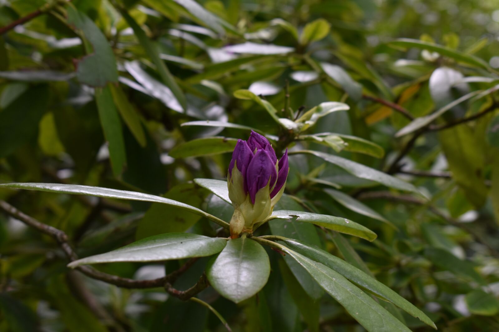 Nikon D3500 sample photo. Nature, flowers, spring photography