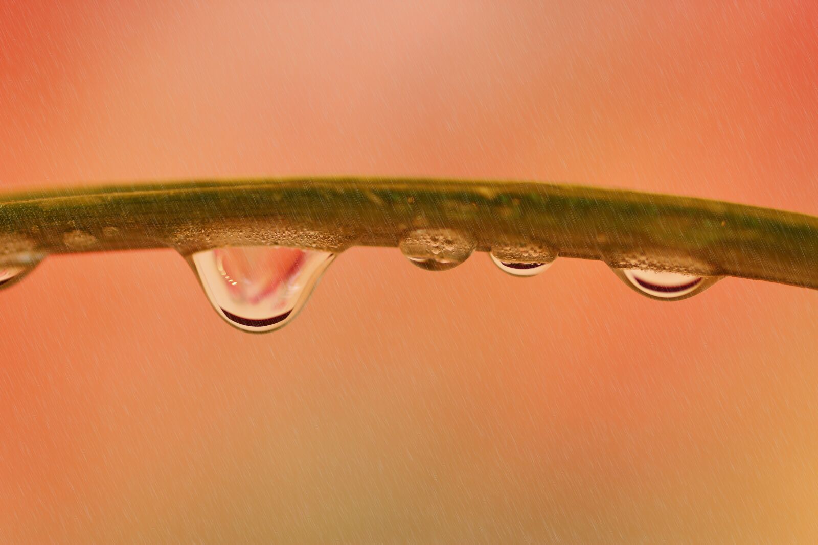 Tamron SP 90mm F2.8 Di VC USD 1:1 Macro sample photo. Summer rain, drip, water photography