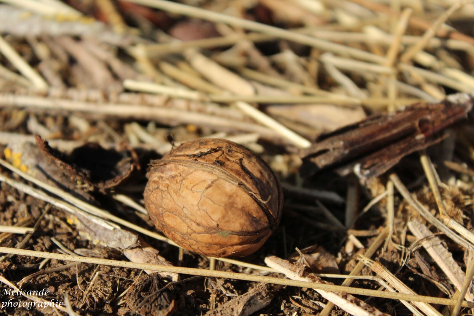 Canon EOS 1200D (EOS Rebel T5 / EOS Kiss X70 / EOS Hi) sample photo. Nuts, fall, nature photography